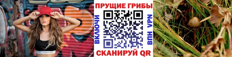 Псилоцибиновые грибы Cubensis  Купить  Кулебаки 